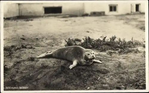 Ak Norddorf auf Amrum Nordfriesland, Seehund Bobby