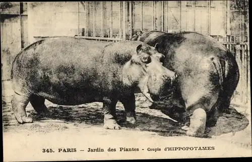 Ak Paris V, Jardin des Plantes, Hippopotames, Nilpferde