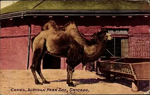 Ak Chicago Illinois USA, Camel, Lincoln Park Zoo, Kamel