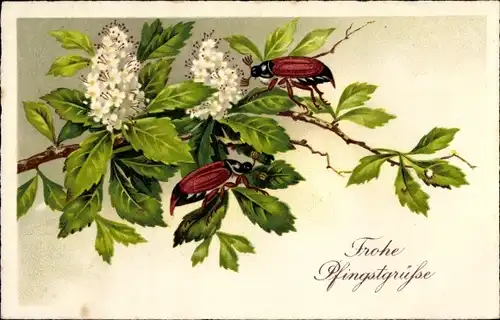 Ak Glückwunsch Pfingsten, Maikäfer auf einem Zweig