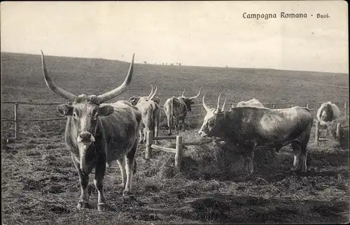 Ak Campagna Romana, Buoi, Rinder