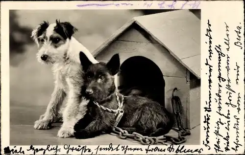 Ak Zwei Terrier vor einer Hundehütte