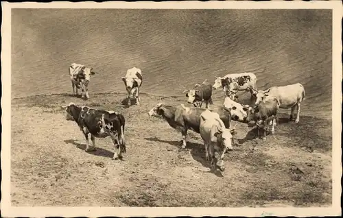 Foto Ak Rinderherde an einem Gewässer