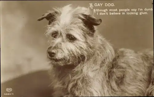 Ak A Gay Dog, most people say i'm dumb, Hund