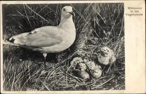 Ak Mövennest in der Vogelkolonie, Möwen