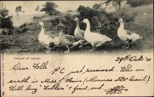 Ak Follow my leader, Gänse