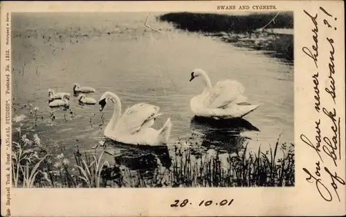 Ak Swans and Cygnets, Schwäne