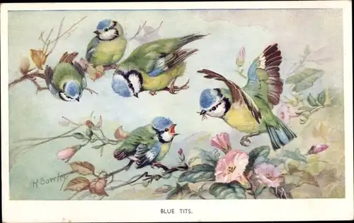 Künstler Ak Bowley, Blue Tits, Blaumeisen