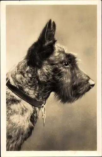 Foto Ak Portrait eines Terriers, Hundeschnauze, Halsband, Spitze Ohren
