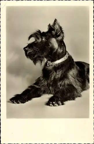 Ak Liegender Terrier mit Halsband, Hundeportrait