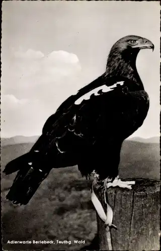 Ak Berlebeck Detmold im Teutoburger Wald, Adlerwarte, Kaiseradler Sascha