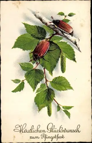 Ak Glückwunsch Pfingsten, Maikäfer auf einem Birkenzweig