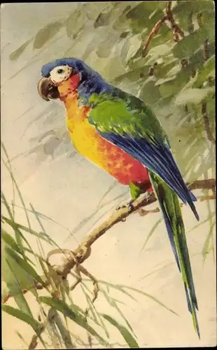 Künstler Ak Klein, Catharina, Papagei mit bunten Federn