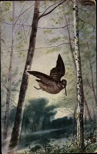 Künstler Ak Vogel im Flug, Schnepfe