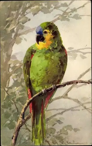 Künstler Ak Klein, Catharina, Papagei, Ara
