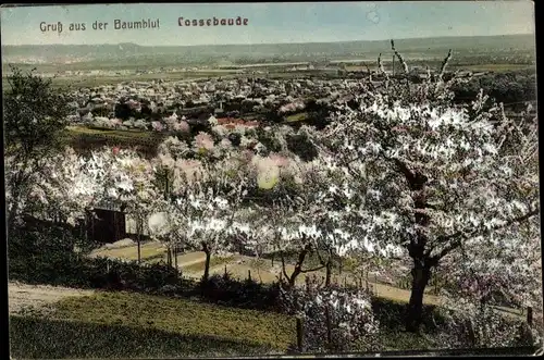 Ak Dresden Cossebaude, Baumblüte, Panorama