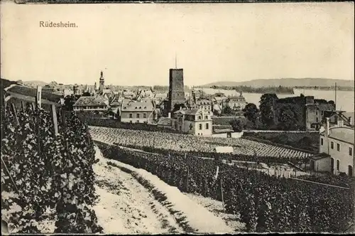 Ak Rüdesheim am Rhein, Weinberge, Ortsansicht