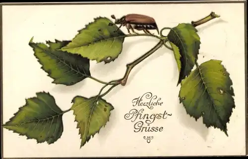 Ak Glückwunsch Pfingsten, Maikäfer am Baumblatt