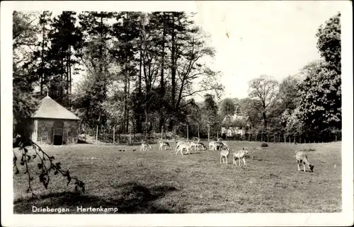 Ak Driebergen Utrecht Niederlande, Hertenkamp