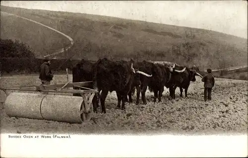 Ak Sussex England, Oxen at Work