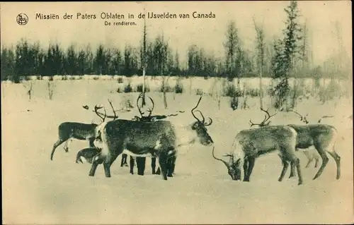 Ak Kanada, Missien der Paters Oblaten in de Ijsvelden van Canada, De rendieren