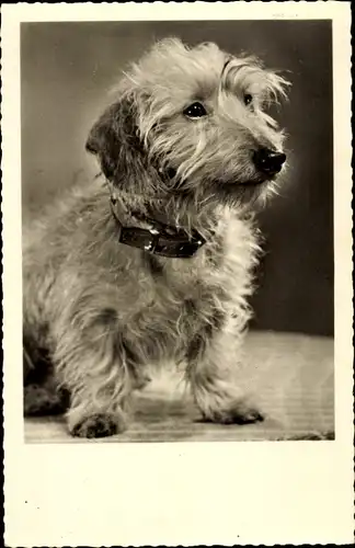 Ak Hund mit Halsband