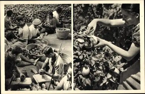 Ak Israel, Orange picking at Mikveh, Pflücker, Orangen