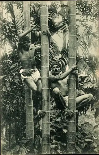 Ak Sri Lanka, Tree Climbers