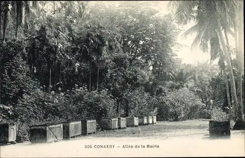 Ak Conakry Guinea, Allée de la Mairie