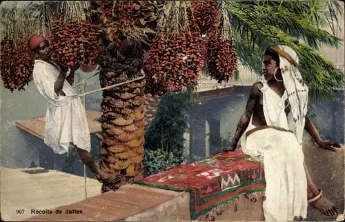 Ak Recolte de dattes, Datteln-Ernte, Maghreb