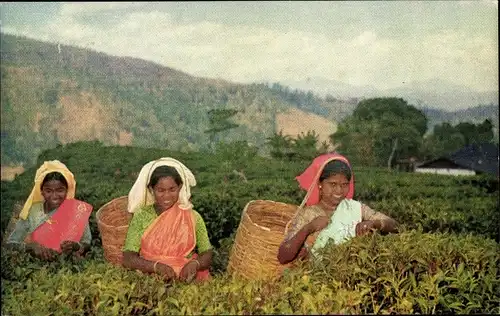 Ak Sri Lanka, Tea Pluckers, Tee-Pflückerinnen