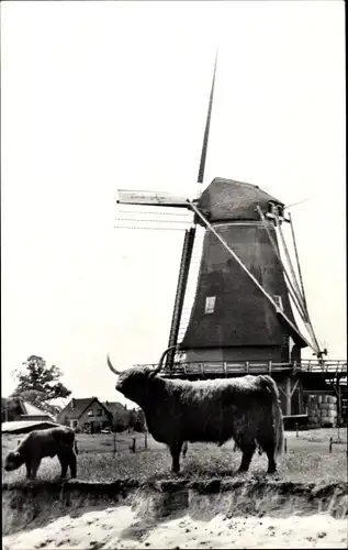 Ak Zwiep Gelderland, Molen, Rinder