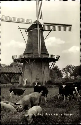 Ak Norg Midden Drenthe Drenthe Niederlande, Windmühle, Rinder
