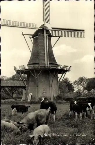 Ak Norg Midden Drenthe Drenthe Niederlande, Windmühle, Rinder