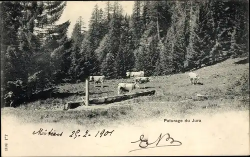 Ak Kanton Jura, Rinder auf der Weide
