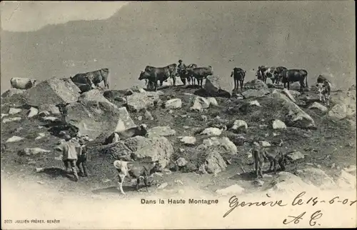 Ak Schweiz, Dans la Haute Montagne, Rinder im Gebirge
