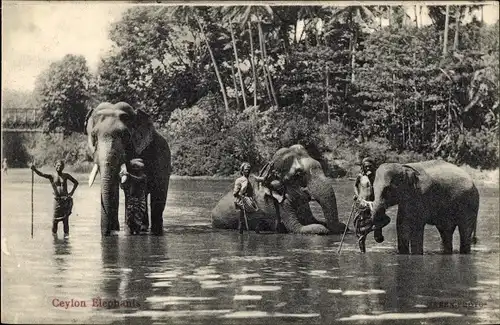 Ak Ceylon, Männer mit Turbanen und Elefanten im Fluss