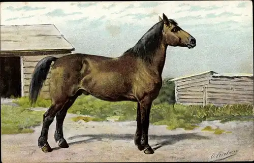 Künstler Ak Eerelman, Otto, Rassepferd, Het Canadeesche paard