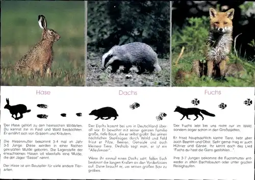 Stundenplan Kreisjägerschaft Herzogtum-Lauenburg e.V., Hase, Dachs, Fuchs um 1990