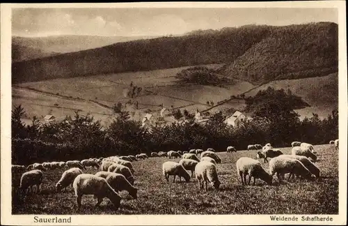 Ak Sauerland, Weidende Schafherde