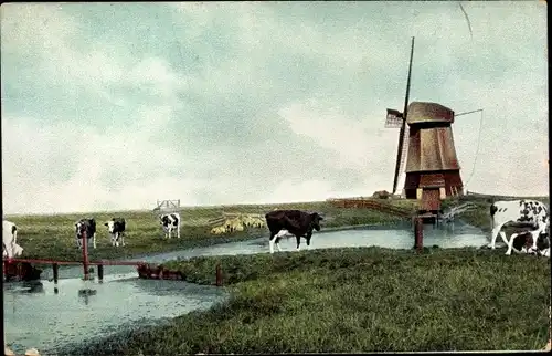 Ak Zaanstreek Nordholland, Blick auf eine Windmühle, Rinder auf der Weide