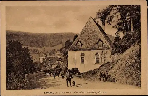 Ak Stolberg im Harz, An der alten Auerbergstrasse, Viehtrieb