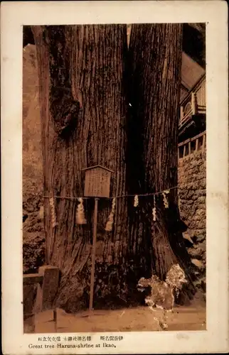 Ak Takasaki Präfektur Gunma Japan, Great tree Haruna Shrine at Ikao