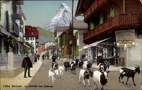 Ak Zermatt Kanton Wallis Schweiz, La rentrée des chevres