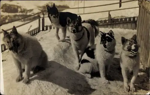 Ak Schweiz, Polarhunde der Jungfraubahn