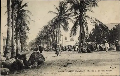 Ak Saint Louis Senegal Afrika, Repos de la Caravane, Palmen, Kamel