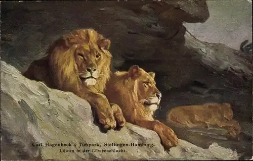Ak Hamburg Eimsbüttel Stellingen, Löwen in der Löwenschlucht, Hagenbecks Tierpark