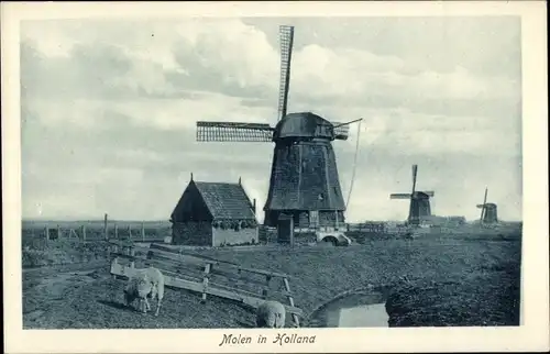 Ak Molen in Holland, Niederländische Windmühle, Schaf