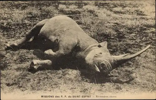 Ak Missions des P. P. du Saint-Esprit, Rhinoceros abattu