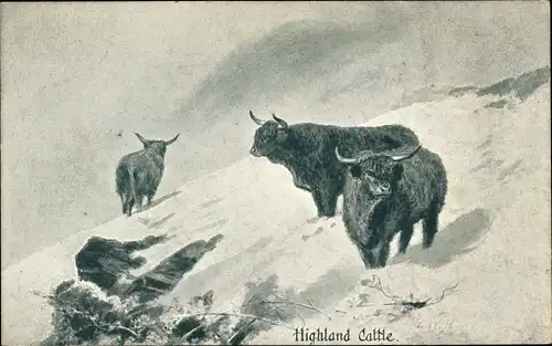 Ak Highland Cattle, Rinder